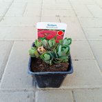 Rozchodník veľký (Sedum telethium) ´HERBSTFREUDE´ kont. C1L